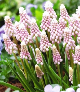Muscari Pink Sunrise